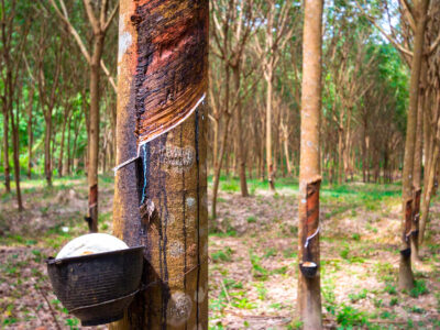 Cùng Agridrone tìm hiểu giống cao su cho mủ nhiều, năng suất cao hiện nay